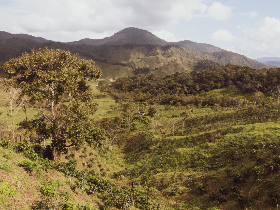 Kolumbien - Antioquia / Finca Linda Laya - Filter