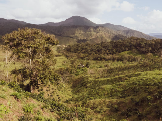 Kolumbien - Antioquia / Finca Linda Laya - Filter