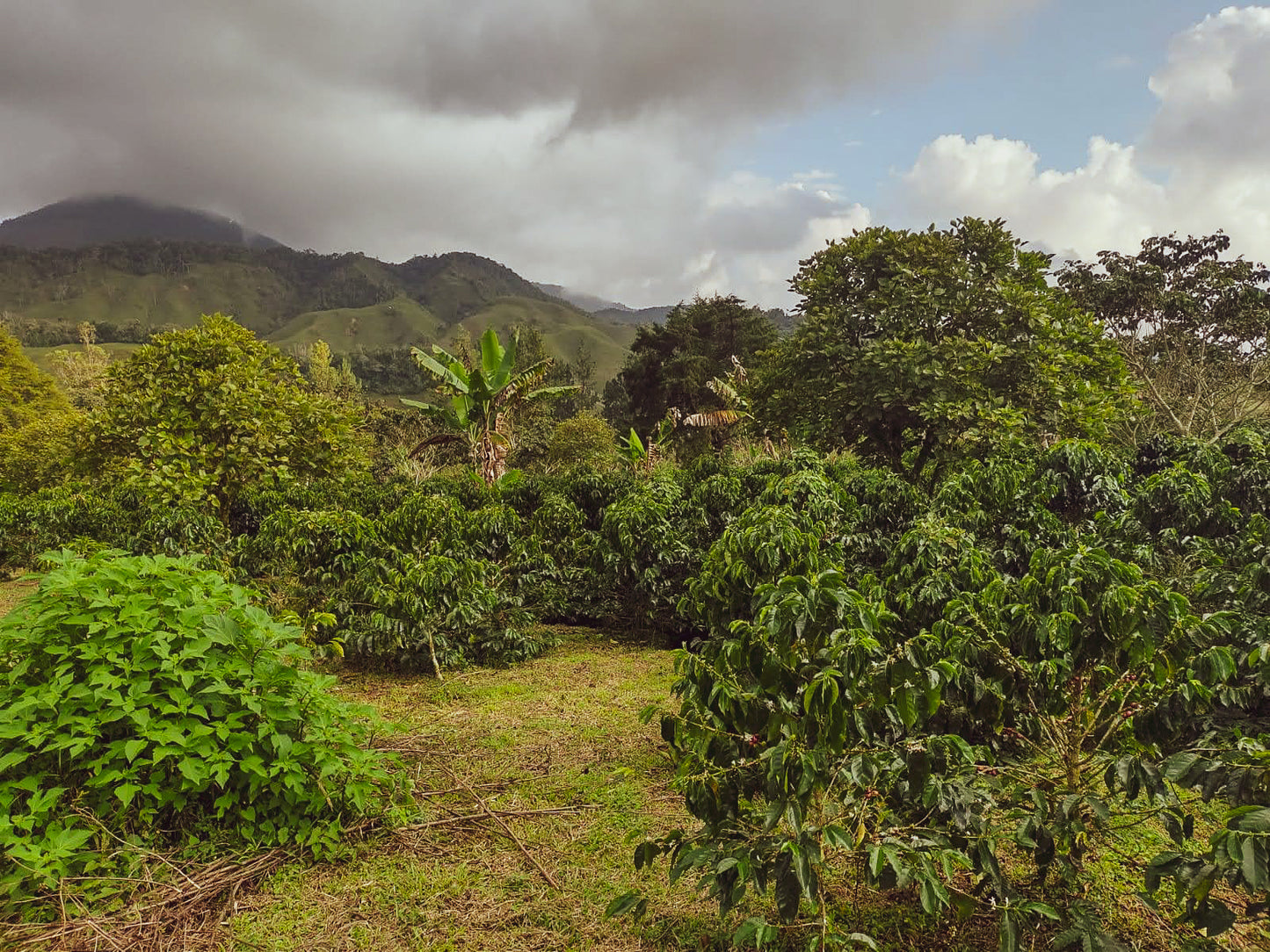 Kolumbien - Antioquia / Finca Linda Laya - Filter